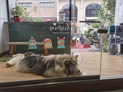 -more than meow吴止猫主题餐厅(承德 中船汇店)