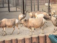 -石家庄市动物园