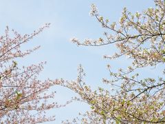 -顾村公园