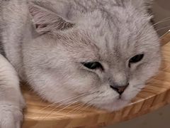 -有猫咖啡umeow coffee