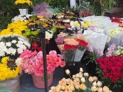 -曲阳花鸟市场(曲阳路店)