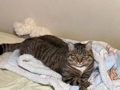 -心仪动物医院·牙专科·肿瘤·心脏科(西客站院)