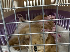 -纳吉亚猫专科动物诊疗中心(蒋宅口分院)