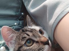 -瑞派·关忠动物医院·猫专科·犬专科(三环新城店)