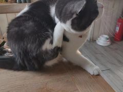 -海边的猫和咖啡馆