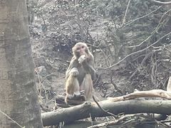 -黔灵山公园