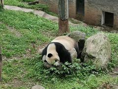 -都江堰中华大熊猫苑