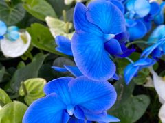 -北京植物园-展览温室