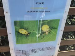 -野象谷景区