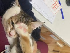 -瑞鹏宠物医院·骨科·猫科·内科(第一中心)