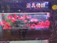 -大自然花鸟鱼虫市场