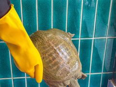 -大圣甲(汉口店)