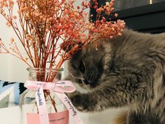 -团子家猫咪猫咖馆·柯基·柯尔鸭