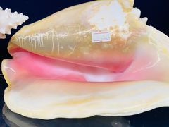 -青岛贝壳博物馆