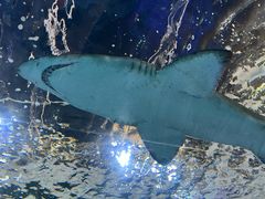 -悉尼海洋生物水族馆