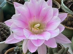 -中环花鸟鱼虫市场