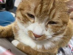 -叮叮猫咪生活馆