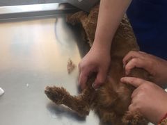 -艾吉宠物医院·疑难杂症转诊中心·猫友好(碧江路院)