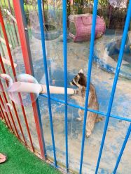 -萌宠亲子动物乐园(槐房万达店)