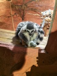 点击看大图 -Zoolung Zoolung动物主题公园(海信广场店)