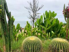 -广东惠东海龟国家级自然保护区