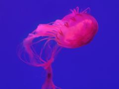 -多彩贵州城极地海洋世界