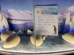 -帝企鹅自助餐厅•儿童岛•真企鹅(长隆企鹅酒店)