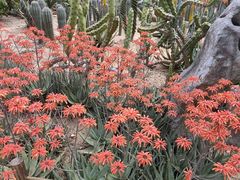 -深圳仙湖植物园