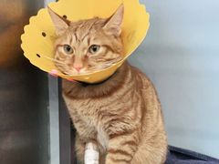 -伟伟宠物医院·瑞派猫友好医院·猫科(光谷店)