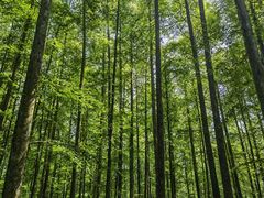 -山王坪喀斯特国家生态公园