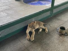 -秦皇岛野生动物园