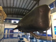 -上海海洋大学鱼文化博物馆(军工路校区)
