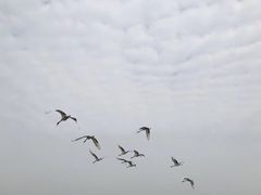 -盐城丹顶鹤湿地生态旅游区