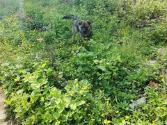 -九华山风景区-东崖禅寺