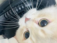 -中农国际动物医院24小时·猫科·骨科·急重症中心