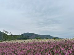 -径山花海