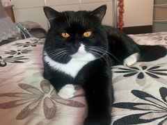 -A猫a狗全科·犬猫异宠·芥西宠物医院(南开总院)