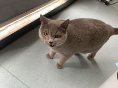 -佳怡动物医院·平价24小时·猫专科骨外科