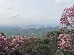 -梧桐山风景名胜区