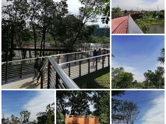 -王借岗森林公园