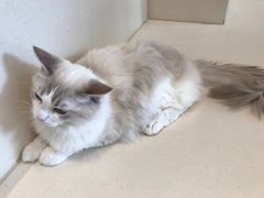 -飞行喵MR PILOT|猫舍·猫咖(静安大融城店)