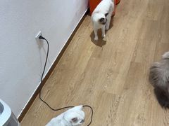 -1013 PET SHOP精品宠物商店(丁香店)
