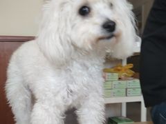 -艾贝尔宠物医院·狂犬免疫点(江山金象城店)