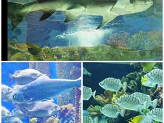 -上海海昌海洋公园
