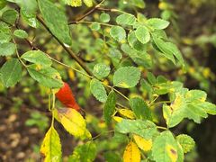 -牛背梁国家森林公园