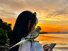 -深圳湾木棉花酒店