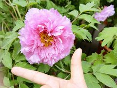 -广西壮族自治区药用植物园