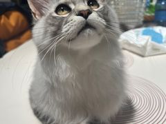 -momokira米努特·德文卷毛猫·棉花面纱犬