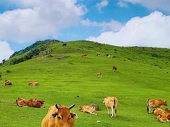 -大姆山草场