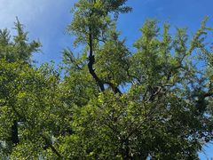-普陀山风景名胜区-法雨禅寺